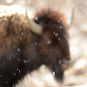 snowy bison