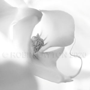 orchid #1 black and white