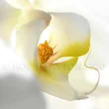 Load image into Gallery viewer, orchid #1
