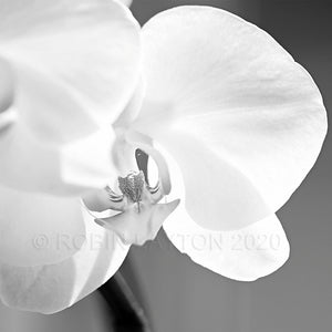 orchid #2 black and white