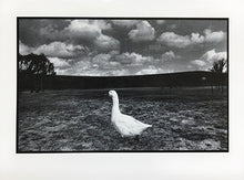 Load image into Gallery viewer, Set of 10 different greeting cards