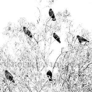 crow tree - black and white