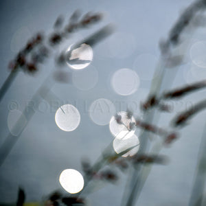 circles and grass