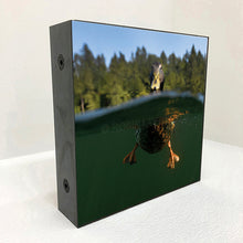 Load image into Gallery viewer, daffy
