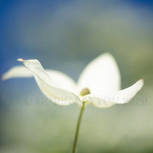 Load image into Gallery viewer, springtime
