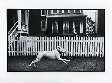 downtown dog