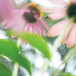 echinacea