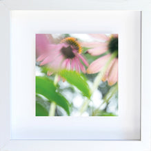 Load image into Gallery viewer, echinacea
