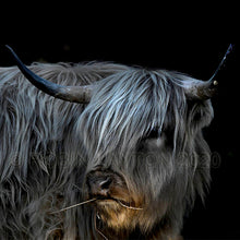 Load image into Gallery viewer, highland

