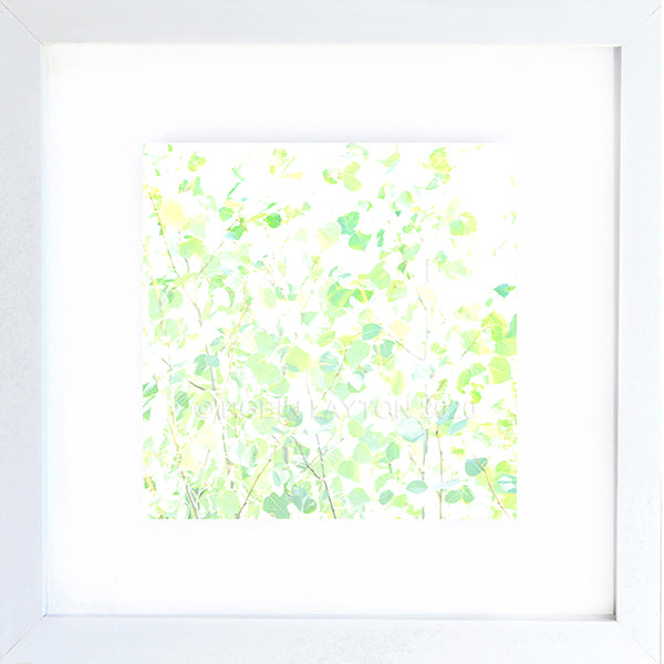 light leaves