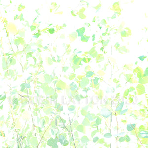 light leaves