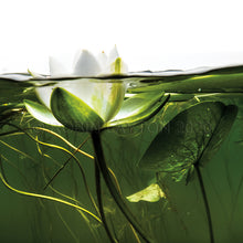 Load image into Gallery viewer, lily

