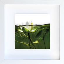 Load image into Gallery viewer, lily
