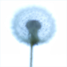 Load image into Gallery viewer, make a wish
