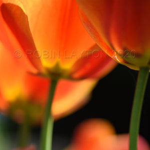 orange blossoms