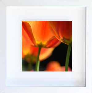 orange blossoms