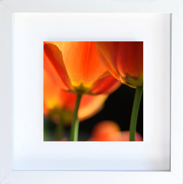 orange blossoms