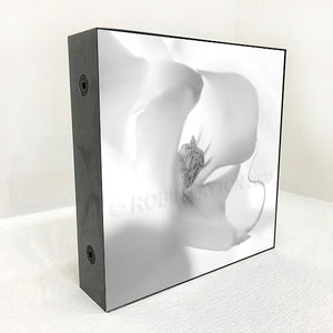 orchid #1 black and white
