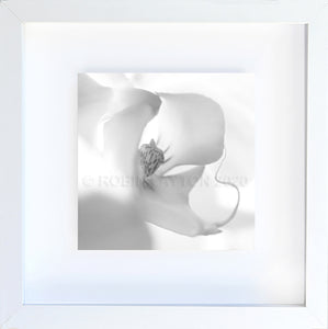orchid #1 black and white