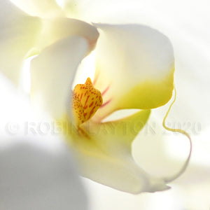 orchid #1