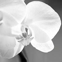 Load image into Gallery viewer, orchid #2 black and white
