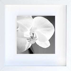 orchid #2 black and white