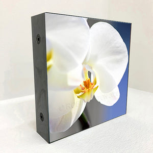 orchid #2
