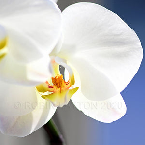 orchid #2