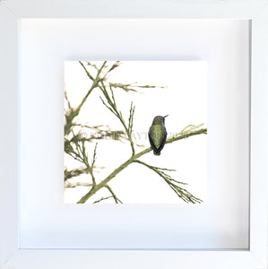 perch