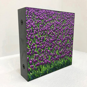 prevalent purple