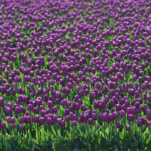 prevalent purple