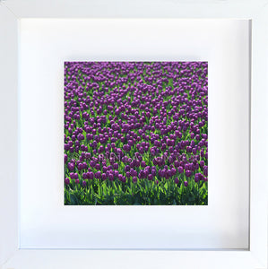 prevalent purple