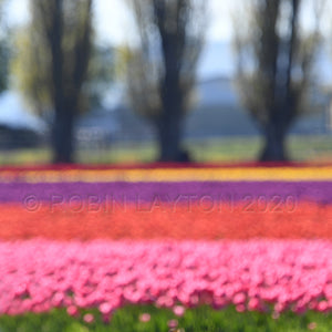 tulips and trees