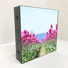Load image into Gallery viewer, tulip row
