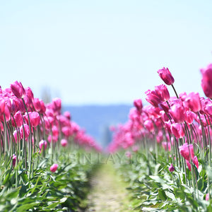 tulip row