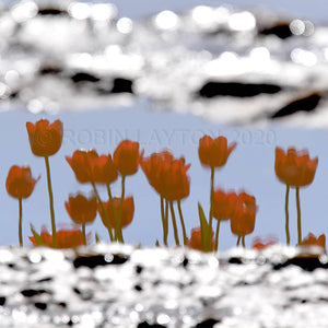 reflecting tulips