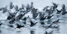 Load image into Gallery viewer, the lake
