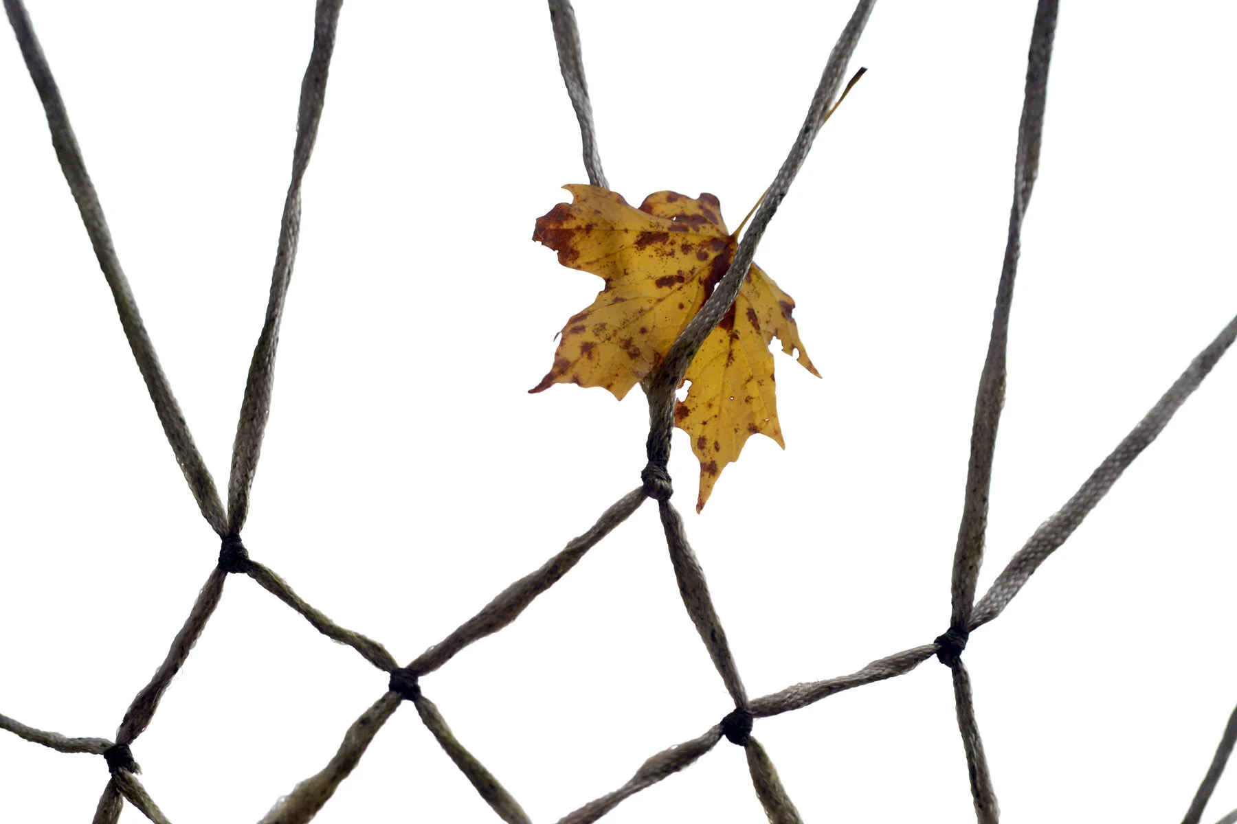 Leaf Hangout