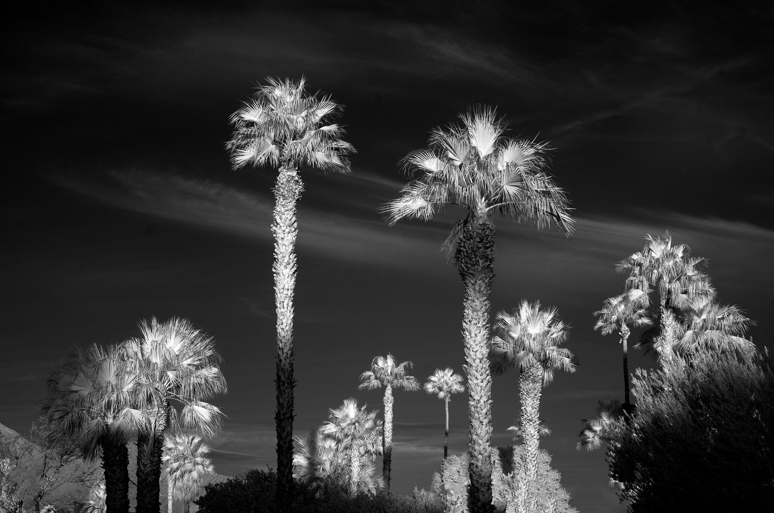 Silvered Fronds