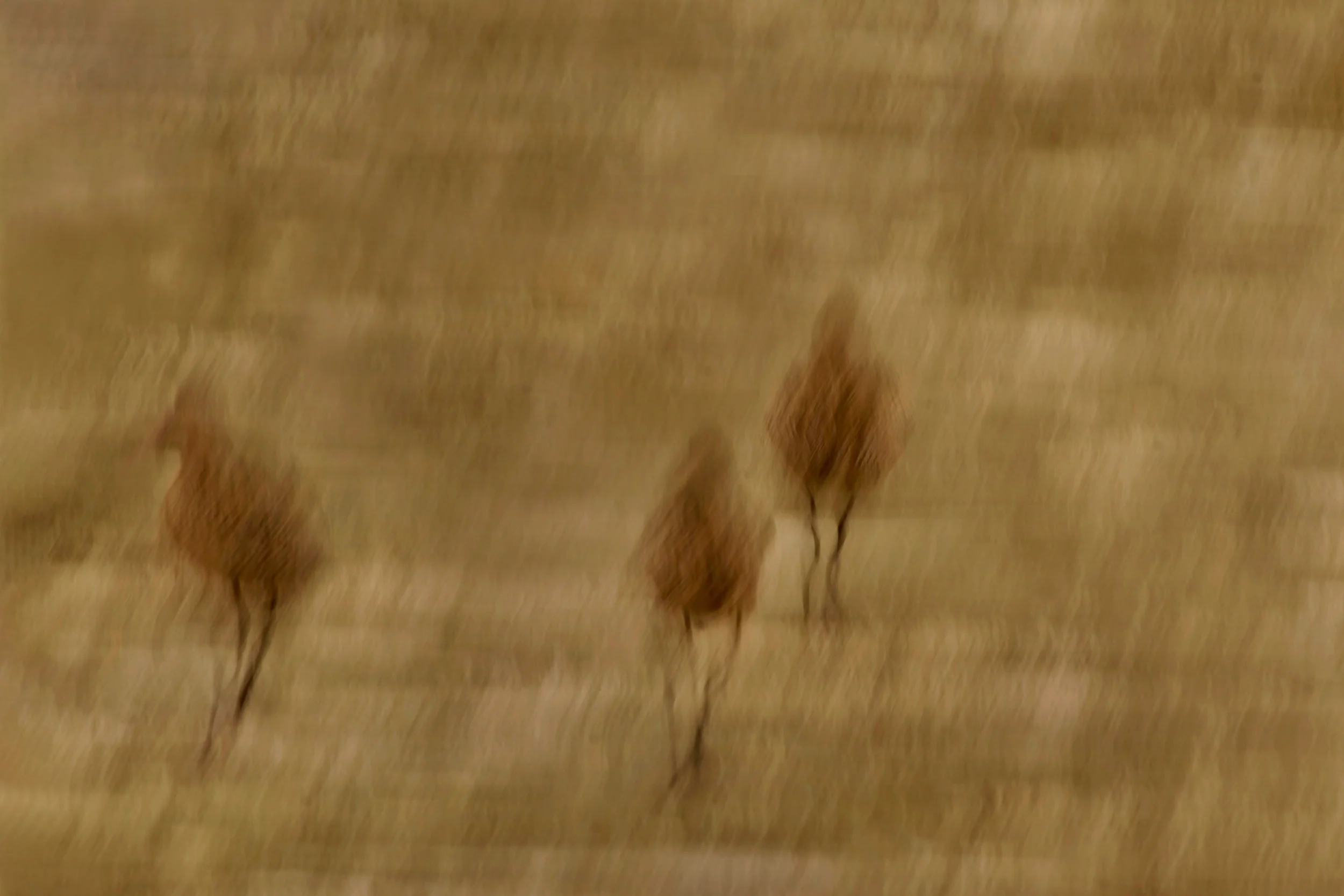 Manka Brids