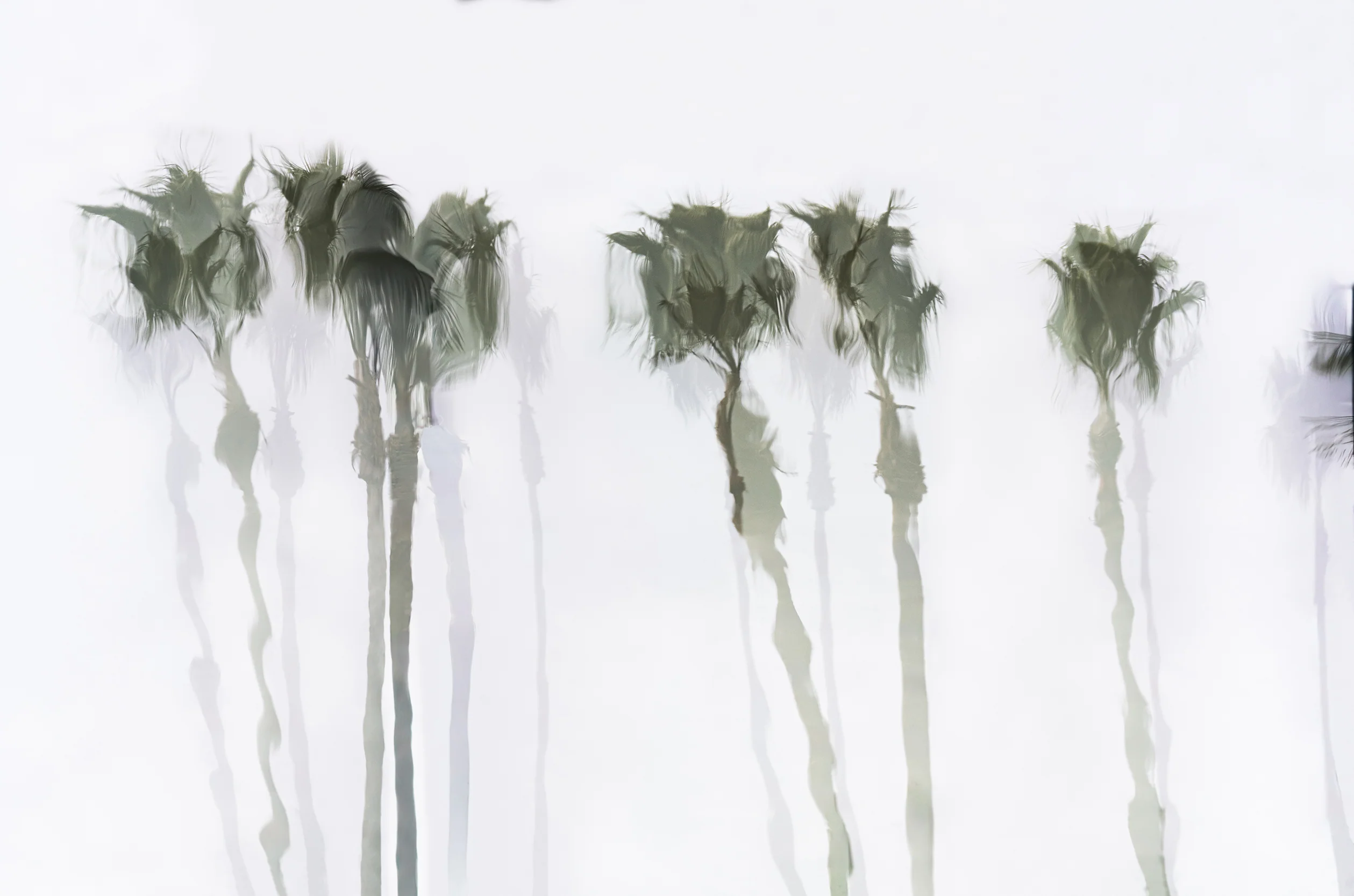 Watercolor Palms #3