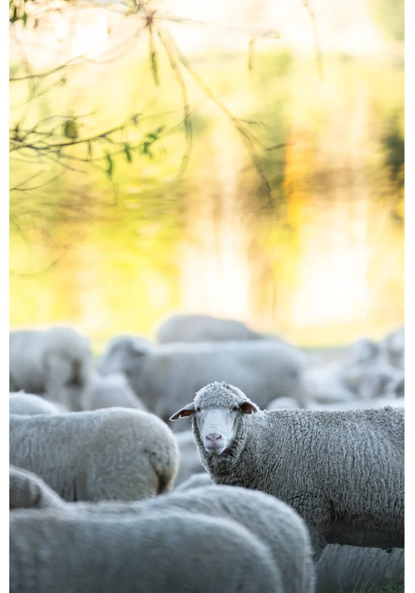 I See Ewe
