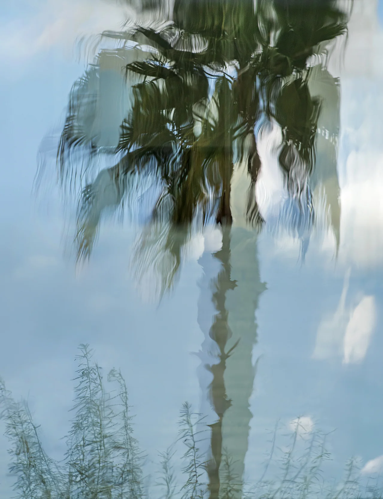 Painted Palm #2