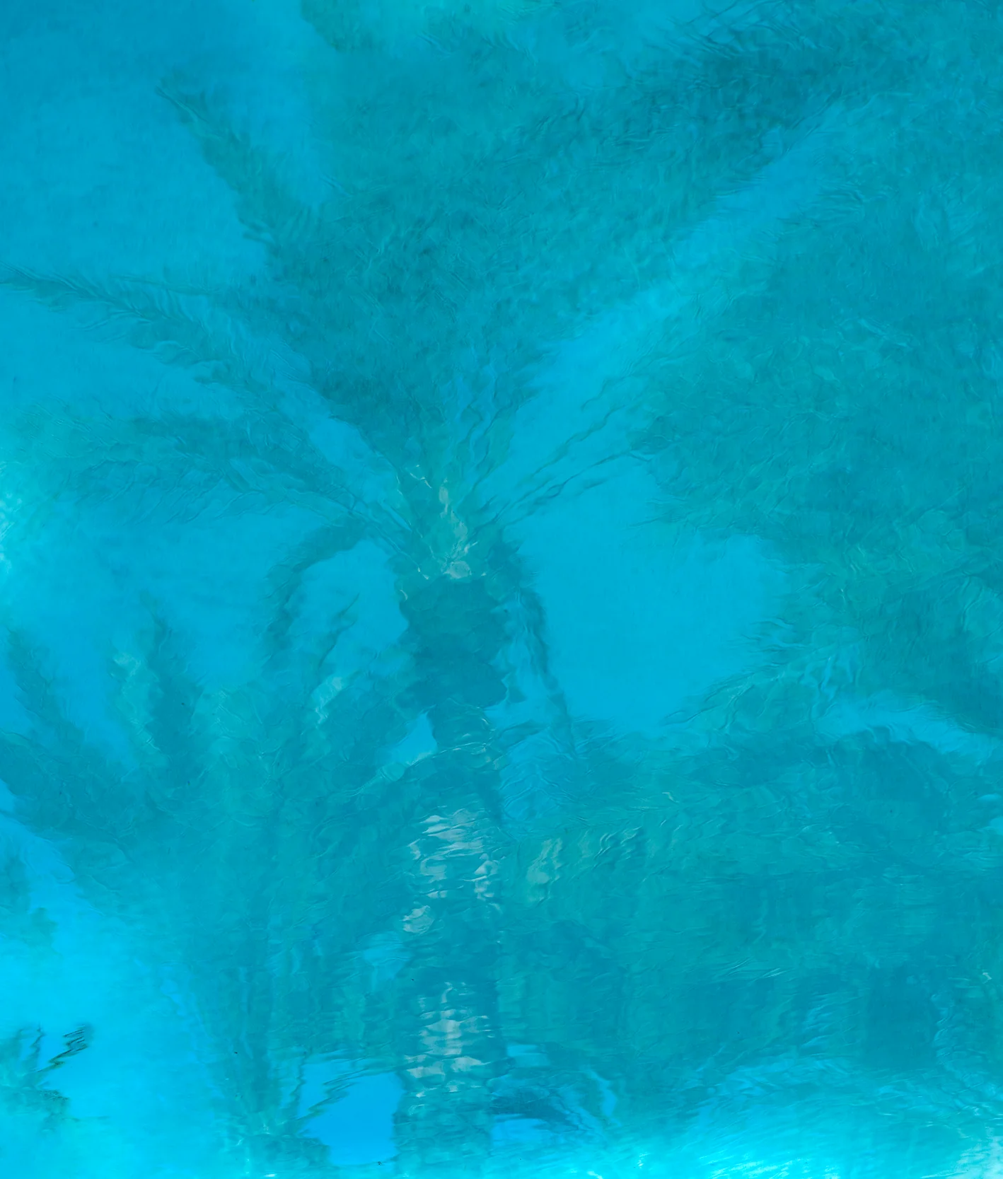 Pool Palms