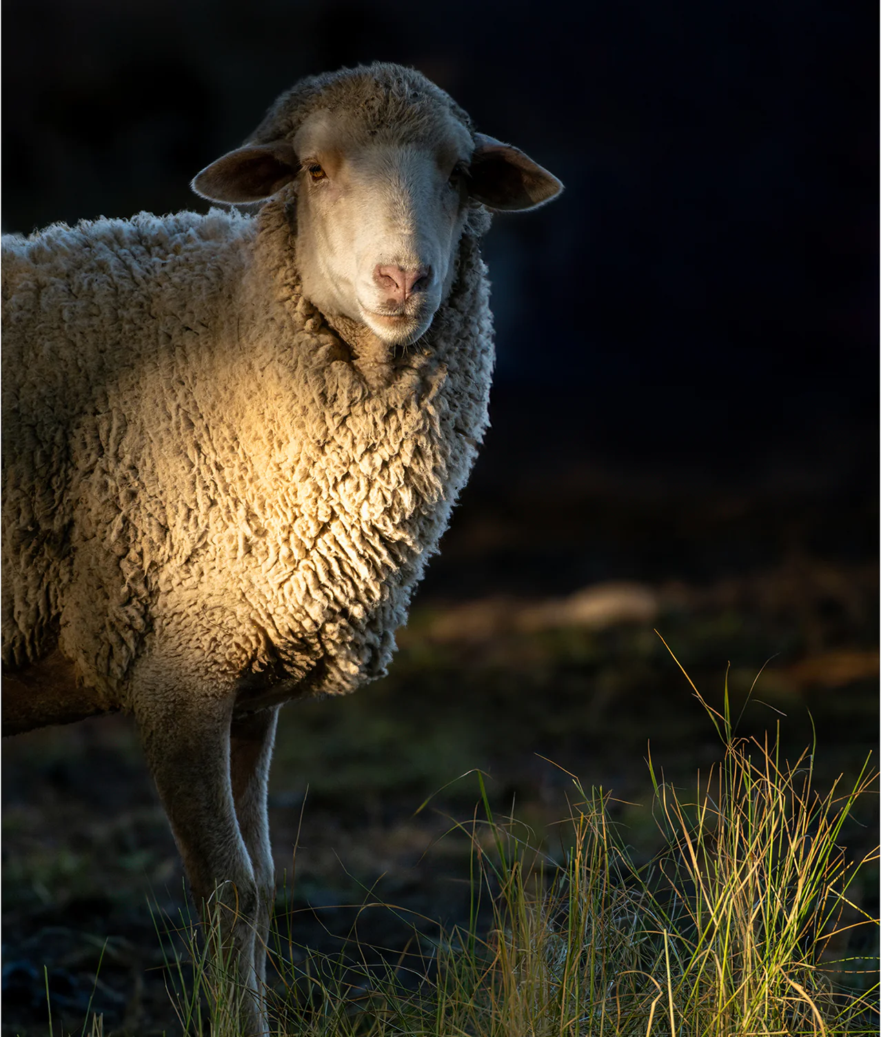 Wool Lite