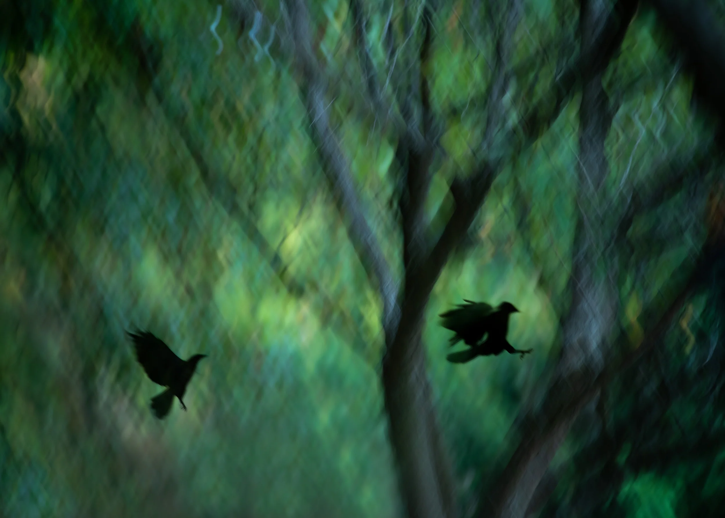 Shadows in Flight
