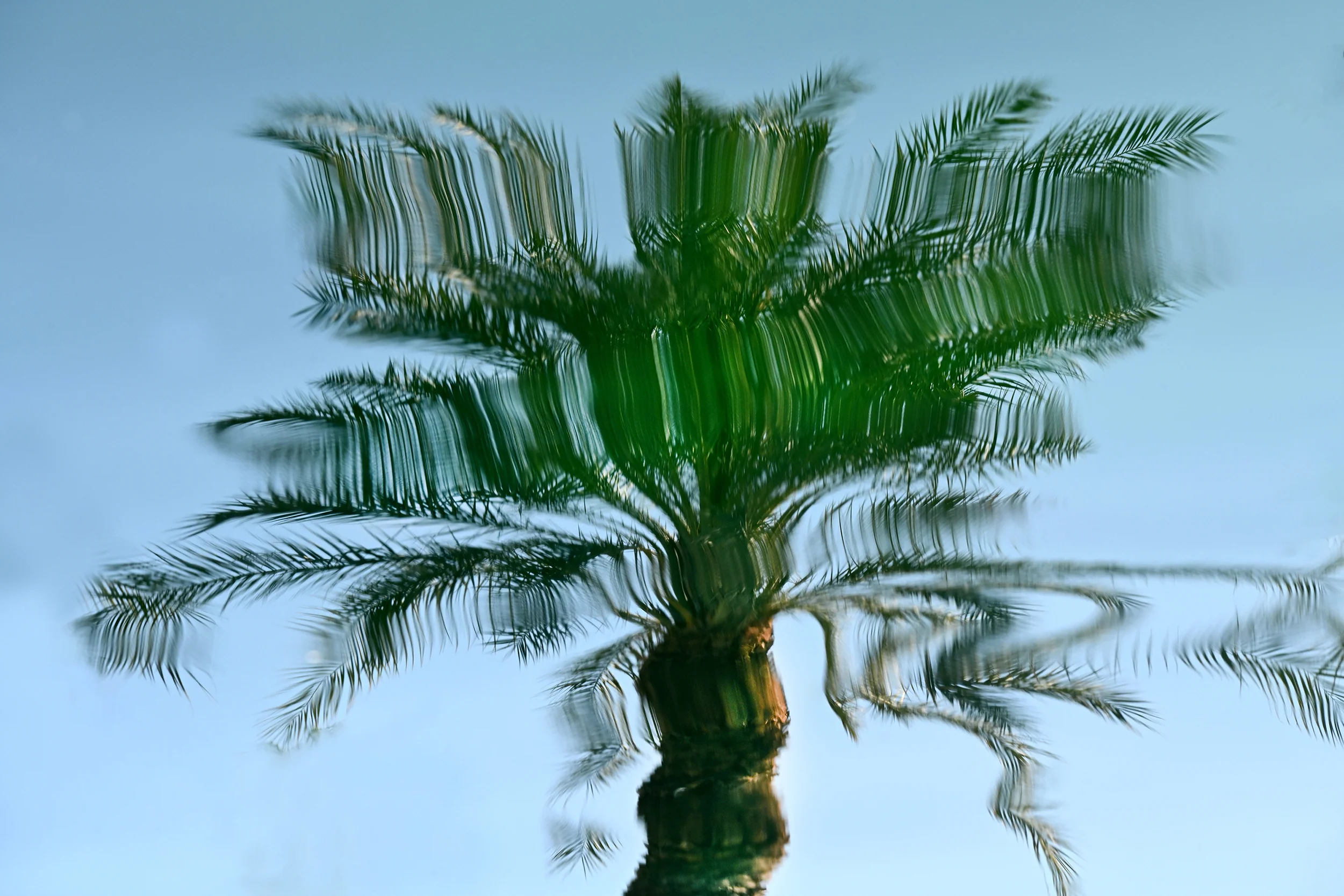 Verdant Mirror