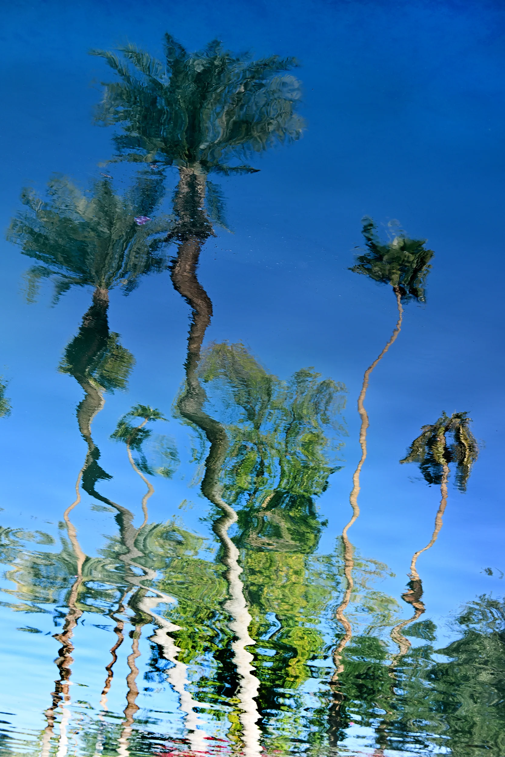 Reflected Fronds