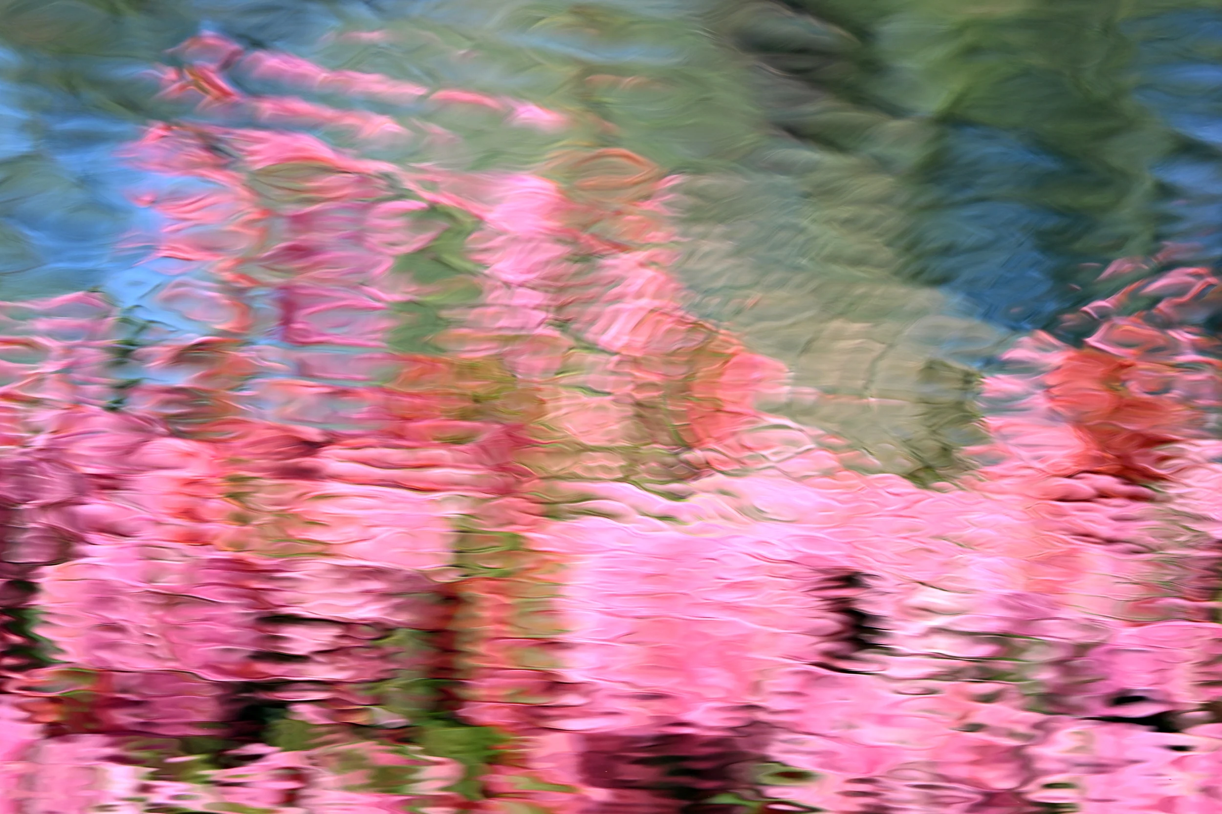 Pink and Palms