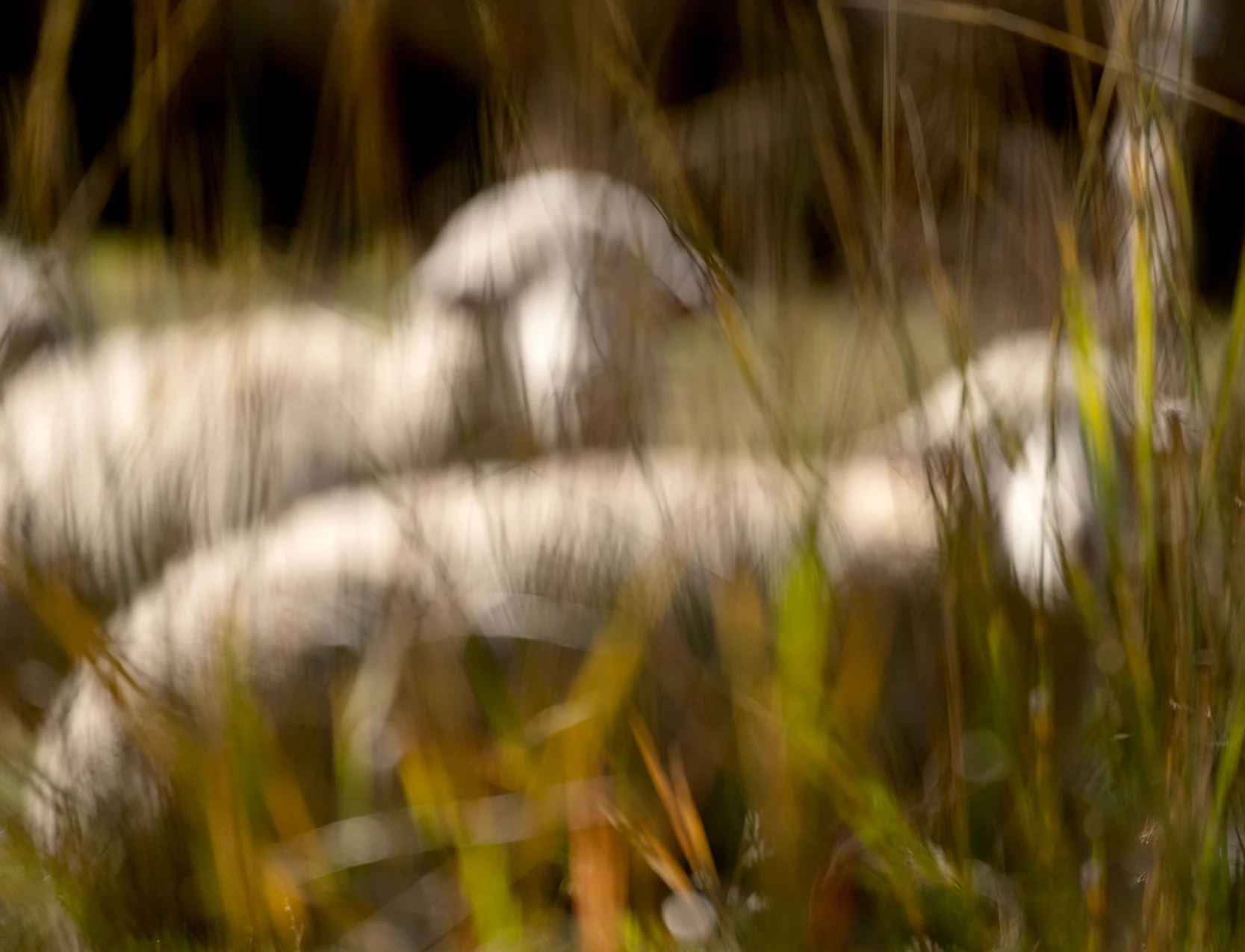 Soft Grass